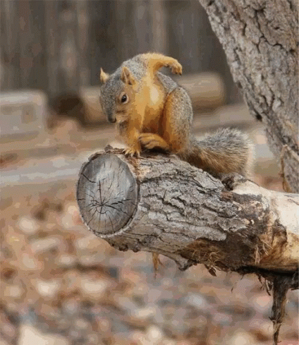 a squirrel that is sitting on a tree limb