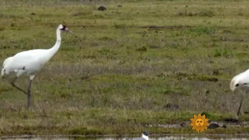 two white birds stand in a field with green grass