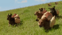 sheep run around the grass on a sunny day