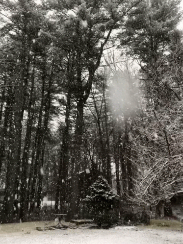 this is a winter scene in the woods with snow
