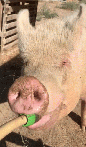 a large pig that is holding a green object in its mouth
