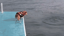 this is a person on a diving board with a dog
