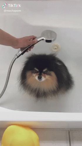an animal bath tub has a furry blow dryer and soap
