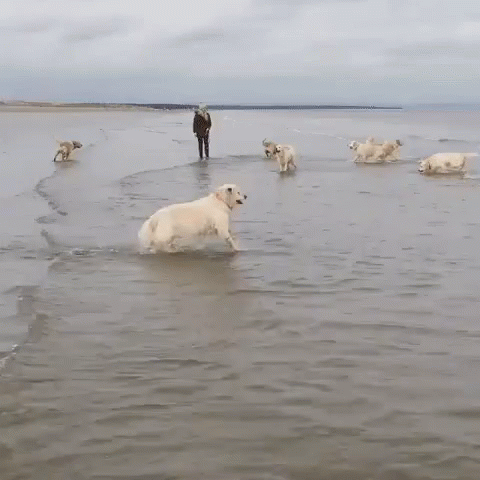 many white dogs and one black person stand in the water with some other dogs