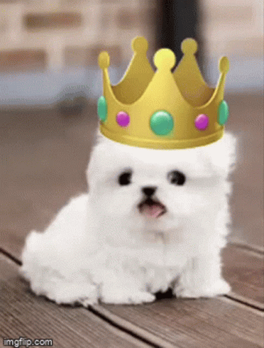 a small white dog with a blue crown on his head