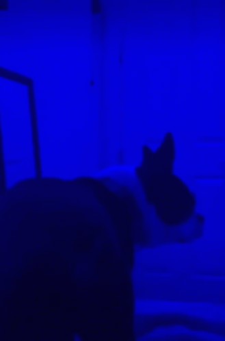 an blurry image of a black cat in the corner of a room