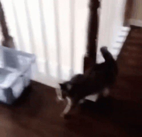 cat walking near a door, possibly in motion