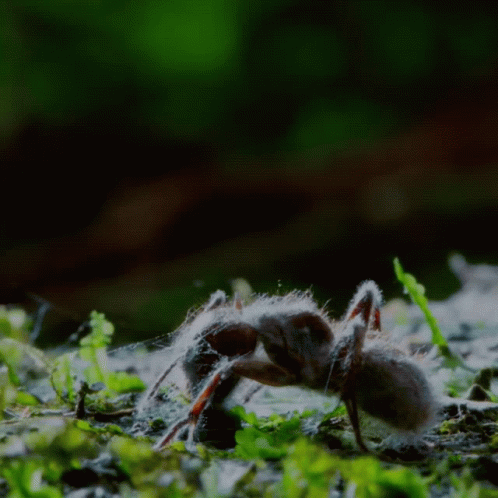 this is a spider crawling on the ground