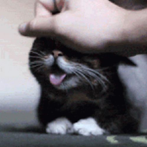 there is a cat sitting on a floor with its head between a hand and a mouse
