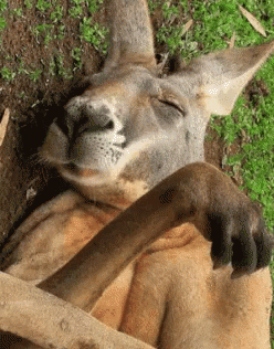 there is a kangaroo that is sleeping on the ground