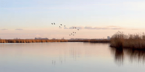 flocks of birds flying over the water near a wooded area
