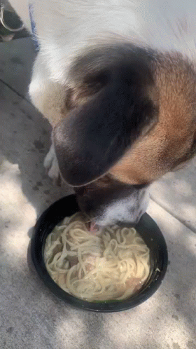 a dog eating from a bowl of noodles