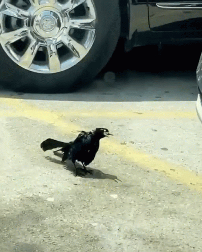 the bird is standing on the pavement near the car