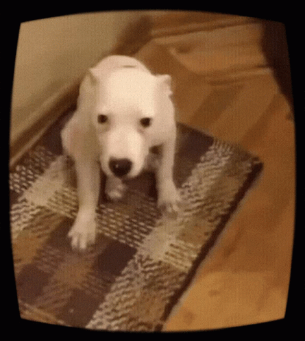 a dog standing on a mat looking at the camera