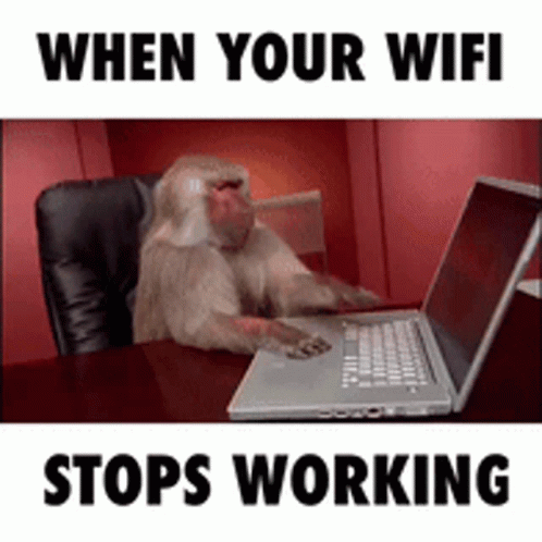 the monkey is typing on a laptop computer