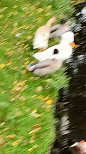 a blurry po of two ducks floating in the water