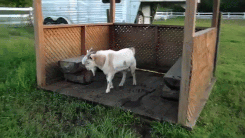 a goat standing inside of a small metal shelter