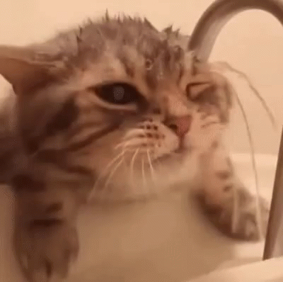 a cat takes a bath in a white sink
