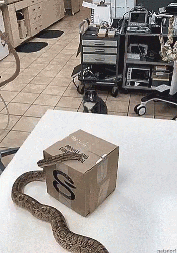 this is an image of a snake laying on the table in the kitchen