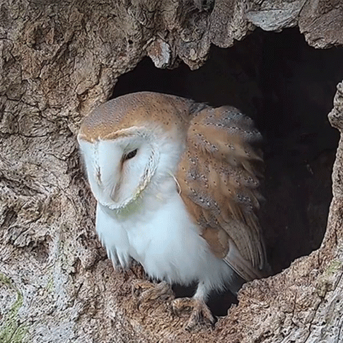 an owl is standing in a cave with rocks