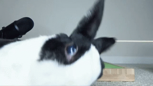 a close up of a rabbit near a person's shoes