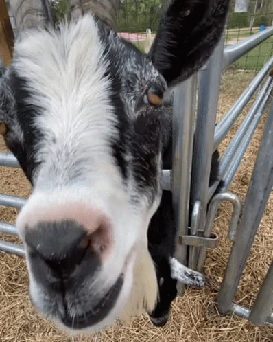 a goat leans over the fence to look through