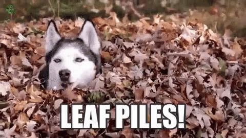a husky sits among gray leaves with the words eat pies in a square