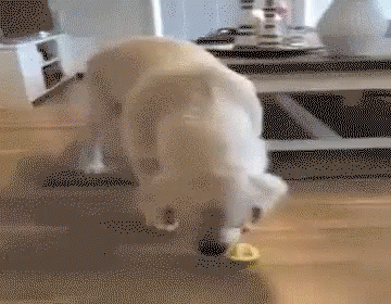 a polar bear playing with toy at a table