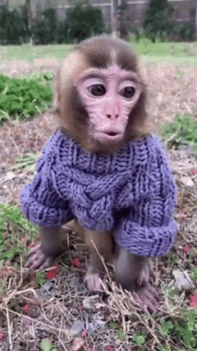 a monkey wearing a sweater that has an animal inside