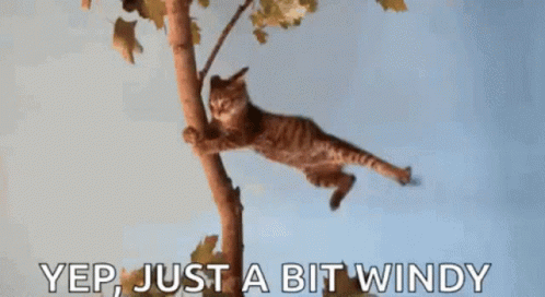 a cat is sitting on top of a tree nch with a caption that says, yep, just a bit windy