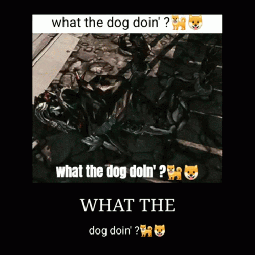 dog on a bed captioned with what he do don't