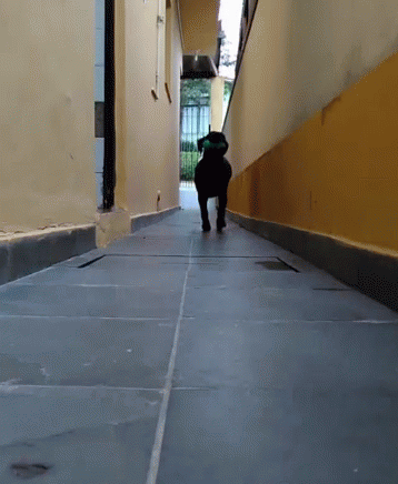 a dog is walking down the hallway between two blue walls