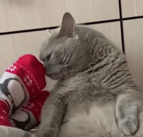 a cat laying on the floor with its arm around a stuffed animal