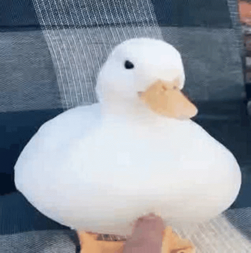 the white duck is sitting in the blue chair