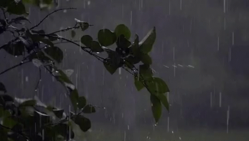 rain falling on tree leaves at night with green light