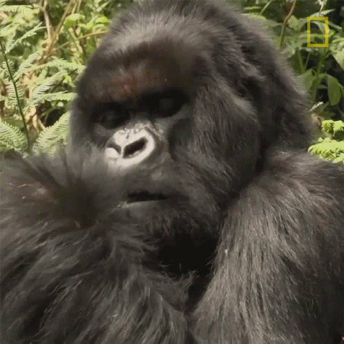 this gorilla is sitting in the forest with his head turned sideways