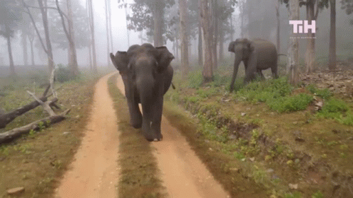two elephants walking down a path in a forest