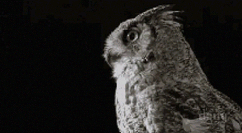 a black and white po of a bird with an owl's face