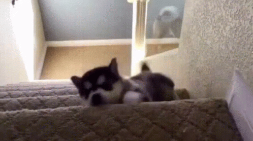 a cat laying on the steps in the living room