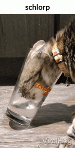 a cat is walking towards the water glass