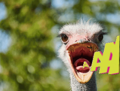 a large ostrich with its mouth open while holding a camera