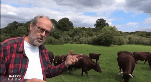 there is an old man in a field with some cows