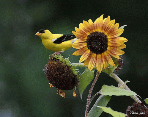 blue and black bird on top of a big sunflower
