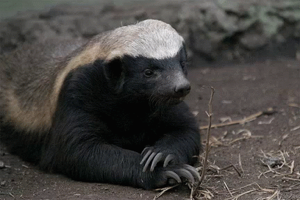 a badger sits on the ground next to dry grass