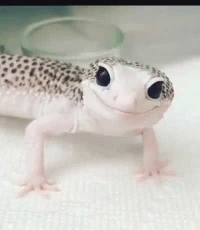 a gecko with black spots, on a white background