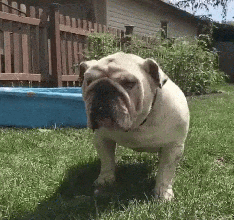 a bulldog is standing on the grass in front of a house