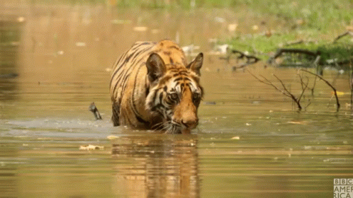 a tiger wading through the water in the grass