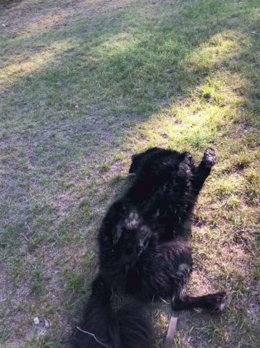 dog rolling in the grass with its paws raised