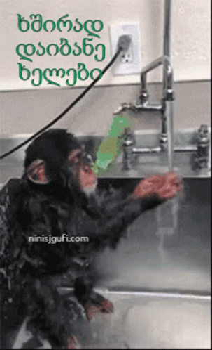 a monkey in blue gloves washes his hands and feet