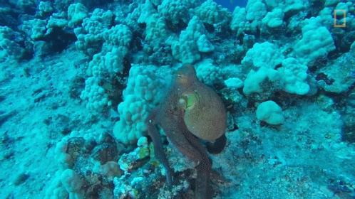 an octo on the side of the ocean floor